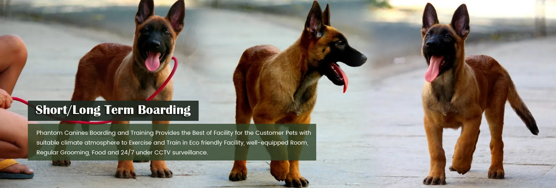 Long term dog boarding and on sale training